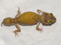 Nephrurus levis occidentalis